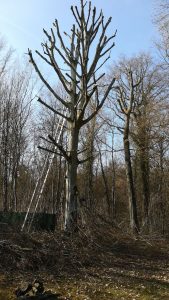 Taille arbre